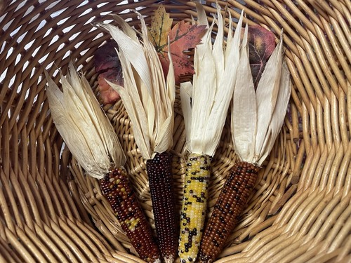 CRAFTS Fall Autumn Decor Farmhouse Barn Display 4 MINI INDIAN CORN PROP MIC815 - Picture 2 of 7