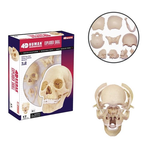 4D Master Human Anatomy Exploded Skull 3D Modell/Puzzle - Bild 4 von 5