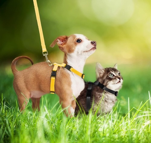 4 Pieces Adjustable Rabbit Harness & Leash Set Escape Proof Small Animal,Dog,Cat - Picture 5 of 6