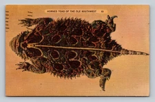 Vintage Horned Toad Ole Southwest Linen Postcard Tucson 1945