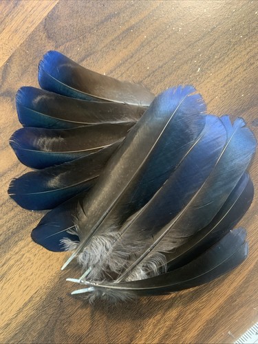 10pcs Pheasant Natural Genuine Real Blue Feathers 16-18cm DIY Craft Smudge Fan - Picture 4 of 7