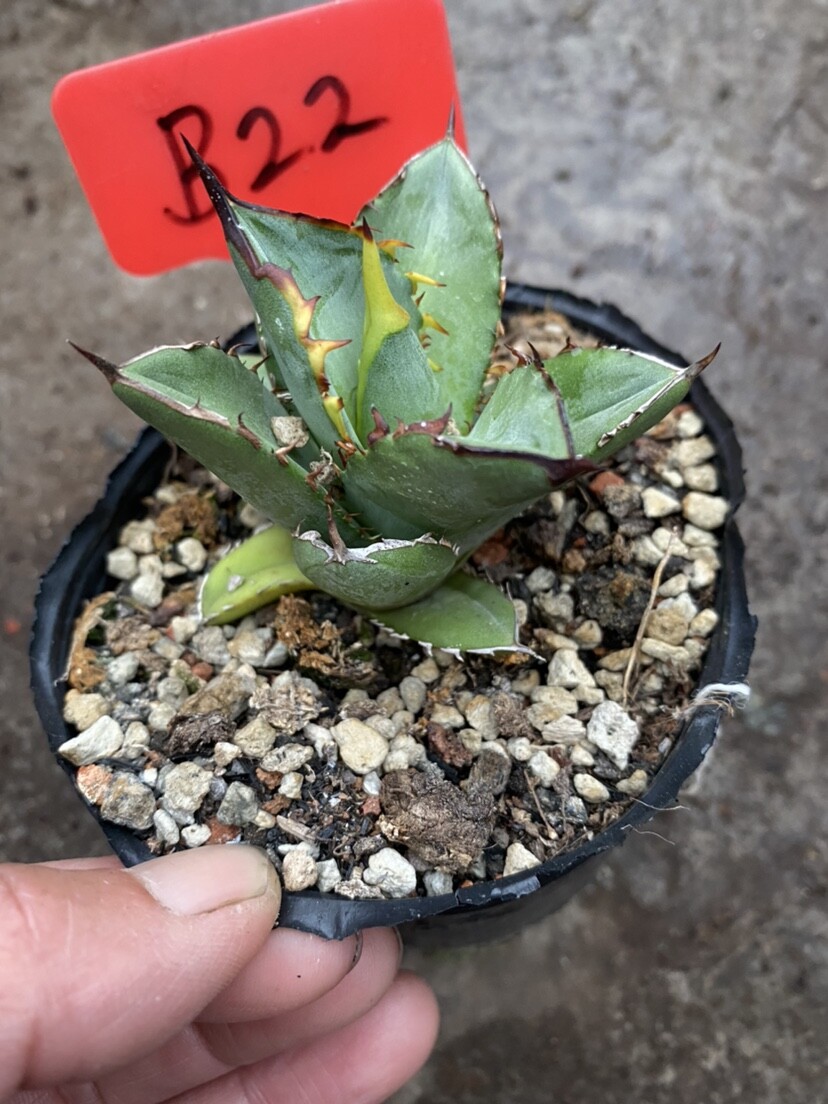 Picture 6 of 11