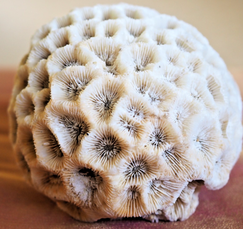 100% Natural Genuine White Brain Coral - Perfect for coastal décor, collections. - Picture 12 of 13