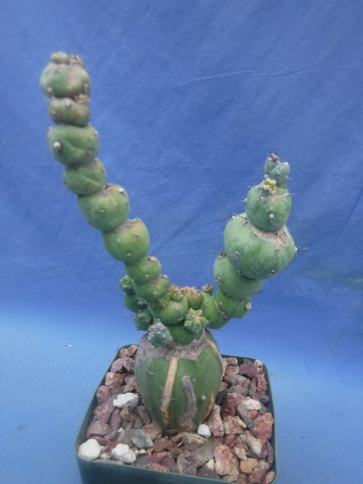 Picture 5 of 11