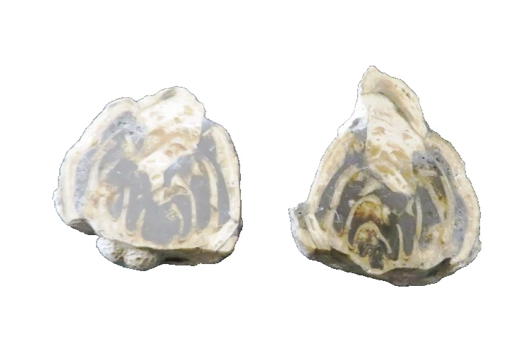 1 Paar versteinerte Schnecke Trochactaeon von Rußbach, Salzburg Fossil - TOP !! - Bild 2 von 4