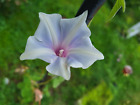 Japanese Morning Glory- Kikyo-Light Blue & White-8 Seeds-Annual-2022