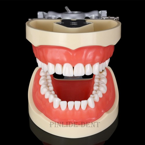 Dental Kilgore NISSIN Type 28/32 Pcs Teeth Typodont Model With Removable Teeth - Picture 20 of 55