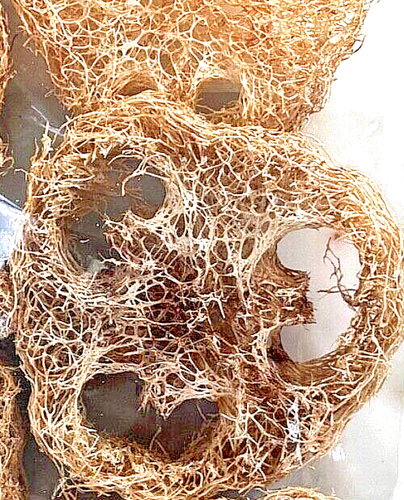 Loofah Nature's Teeth and Gum Cleaner Grown & Crafted in USA for Small Pets - Picture 3 of 19