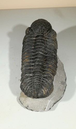 Trilobite fósil grande - Drotops Megalomanicus - Devónico - Marruecos - Imagen 7 de 8