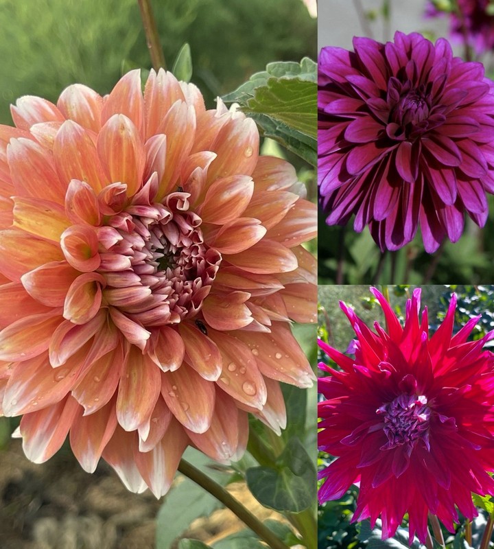 HUGE LOT of 24 Dahlia Bulbs/Tubers~3 Different Varieties~PLEASE READ DESCRIPTION