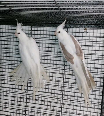 cockatiel pair for sale