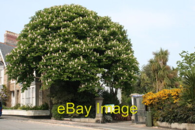 Photo 6x4 Horse chestnut tree at Morrab Gardens Newlyn This lovely horse  c2011