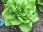 Lettuce (Buttercrunch) 2850+ Seeds (Brassica) Instructions Included x