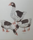 Picture 2 of 8