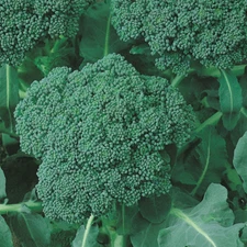 500 CALABRESE GREEN SPROUTING BROCCOLI SEEDS FRESH HARVEST FOR GARDENS