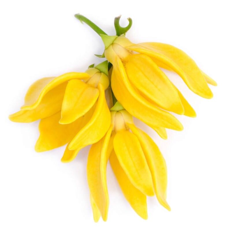 YLANG YLANG ESSENTIAL OIL AROMATHERAPY GLASS BOTTLE 0.5 OZ 1 OZ