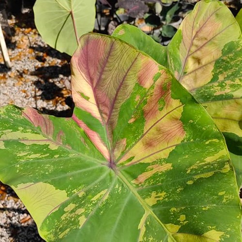 Colocasia Live Bulb First Pink Tuber New Hybrid Free Phytosanitary Certificate - Picture 21 of 24