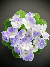 African Violet Leaves (2) Hunter's Cowgirl (SM) New Girl Foliage!