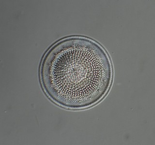 Fred Marshall Antique Microscope Slide. Cestodiscus Superbus Diatom