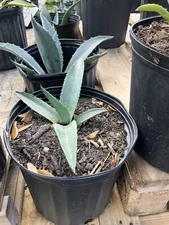 American Blue Agave Plants (Century Plant)