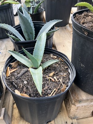 American Blue Agave Plants (Century Plant) | eBay