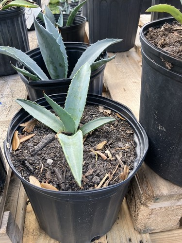 American Blue Agave Plants (Century Plant)