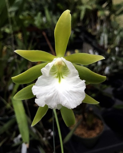 RARER OFFER MEXICAN ENCYCLIA FRAGRANT ORCHID SPECIES mariae NBS 2 in pot - Picture 3 of 3