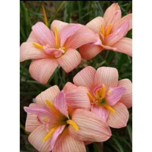 1 bulb AUTHENTIC Rain Lily Zephyranthes 70-150mm size (130 varieties) - Picture 24 of 43