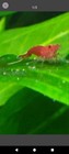 13 Live Red Cherry Shrimp (Neocaridina) - Live Freshwater Aquarium Shrimp