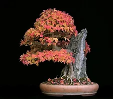 Trident Maple, Acer buergerianum, Tree Seeds (Fall Color, Hardy, Bonsai)