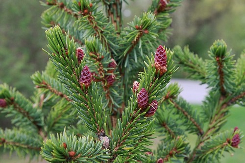 Serbian Spruce Tree - Picea omorika - Elegant Evergreen Conifer 20/40cm (Cell) - Picture 3 of 3