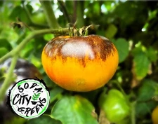 Sart Roloise Tomato Seeds 