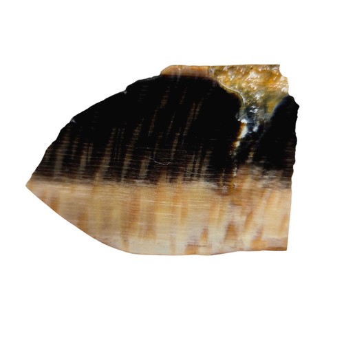 RARE Badger Pocket Petrified Wood Slab Lapidary Stone Slice Cut Rock - Picture 2 of 4