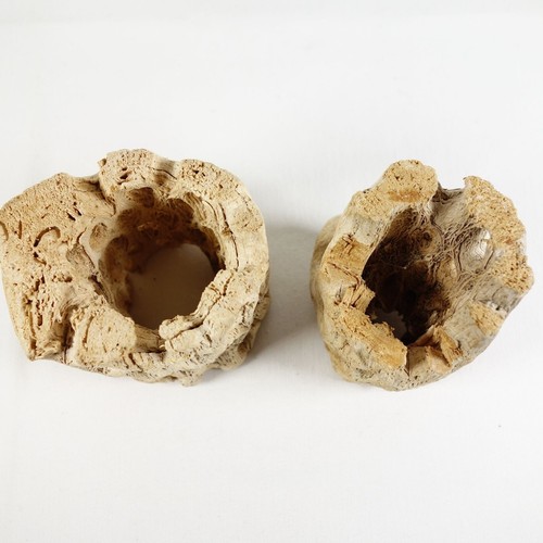 Beach Cholla Driftwood Genuine Natural Surf Tumbled MA Coast 2 Pieces - Bild 2 von 7