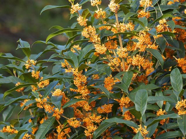 Osmanthus fragans var aurantiacum (Amazing plant ) Osmanthus fragans var aurantiacum (Amazing plant )