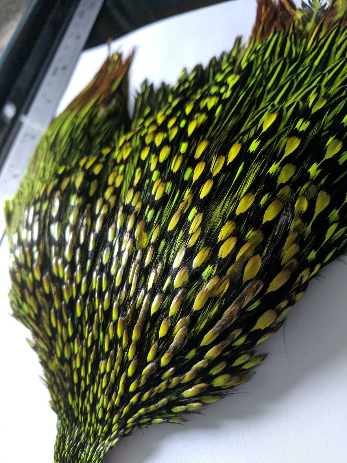 Irish Chartreuse Superior Grado, Jungle Gallo capa, materiales para moscas, sillas de montar Irish Chartreuse Superior Grado, Jungle Gallo capa, materiales para moscas, sillas de montar