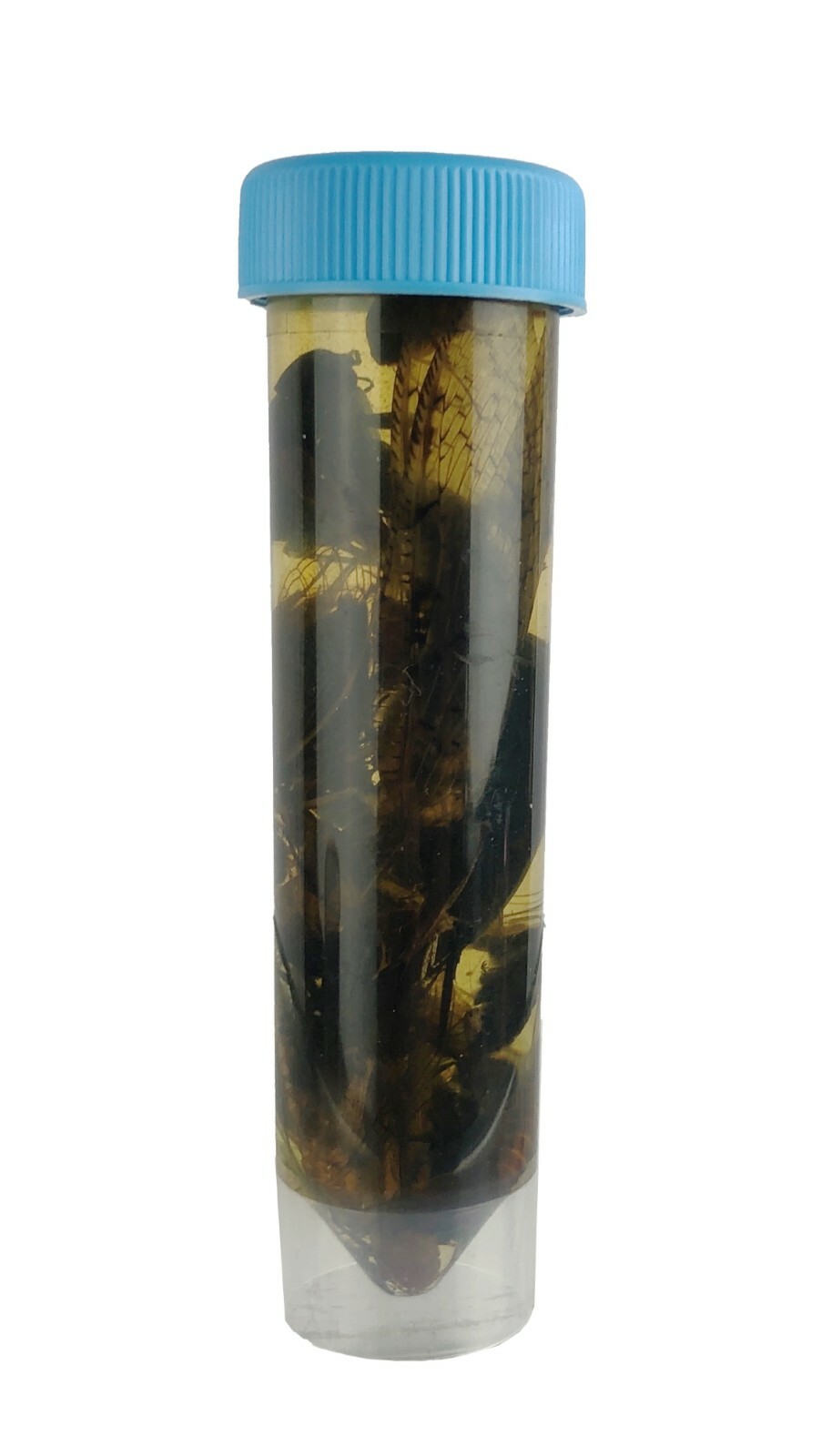 100 Dead BUGS Entomology Class School Insect Bug Collection IDENTIFIED ...
