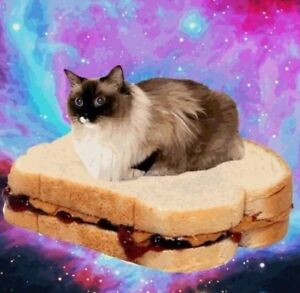 Funny Cat  Flying  Peanut Butter Jelly Sandwich Outer Space  