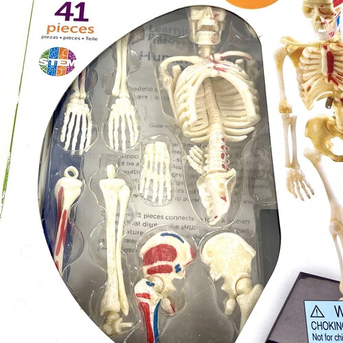 Learning Resources Skelett menschliche Anatomie Modell neu in offener Box 41 Stück - Bild 4 von 10