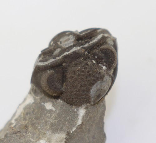 Trilobit, Geesops Schlotheimi, Devon, Eifel, Gees, Gerolstein, Eifel, BRD-L256 - Foto 4 di 10