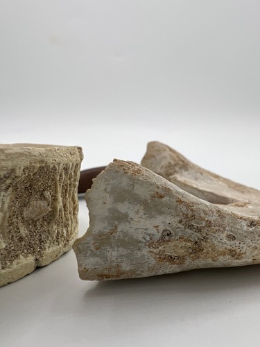 Moroccan Fossils (3) Turtle Mandible, Elasmosaurus Tooth, Large Fish Vertabrae - Picture 4 of 5