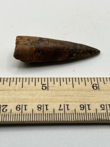 Spinosaurus 2” TOOTH Teeth Dinosaur Fossil before T Rex Cretaceous CS 416 - Picture 2 of 5