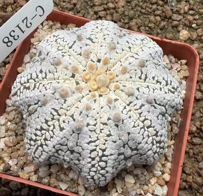 Sale Rare Plant Astrophytum asterias WYSIWYG Own Root  Boutique Garden Decor