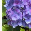 lizzi_19_4