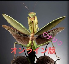 Online Version Giant Praying Mantis Greenencyclopedia   Creatures Advanced Insec