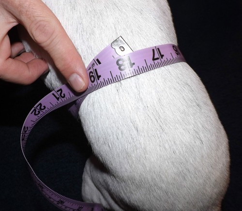 Original 2 Dog Diapers Belly Band Pet Potty House Training Yorkie Maltese XS NEW - Picture 2 of 2