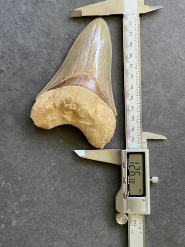 Megalodon Hai Zahn Fossil 12,6cm – Indonesien – grau blau, sehr guter Zustand - Bild 4 von 4