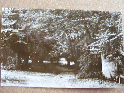 Burnham Beeches, Buckinghamshire (RP)