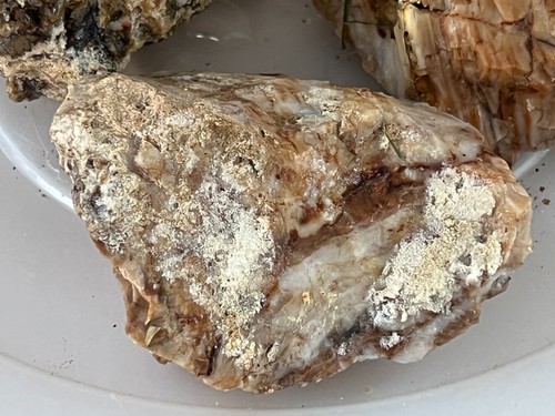 Juego de ópalo de ágata de fuego madera petrificada 3 lb 2 oz East Washington - Imagen 4 de 9