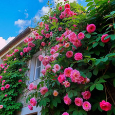 300 Pink Climbing Rose Seeds for Planting Outdoors Ornamental Vine Seeds Amazin